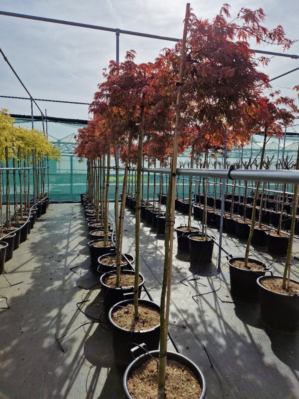 Acer pal. 'Orangeola' - 50 CM Stem C30